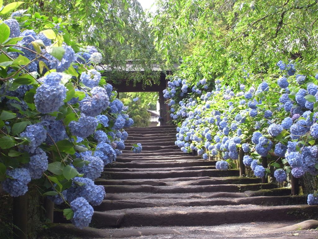 あじさい in 鎌倉