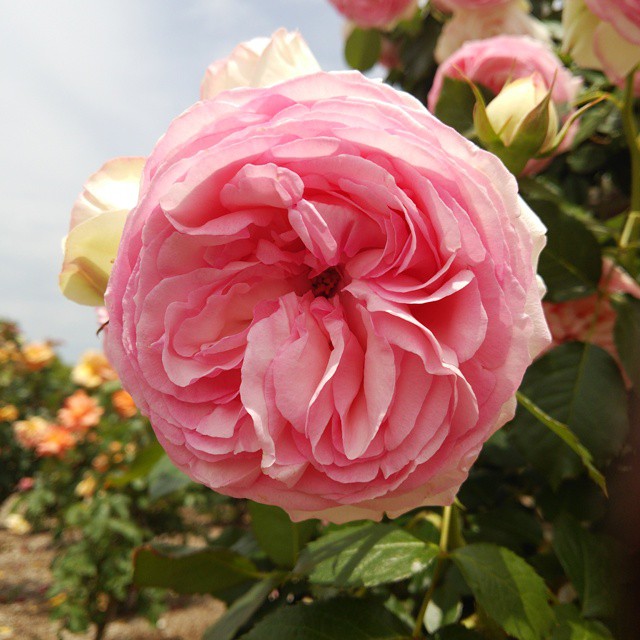 若園公園バラ園