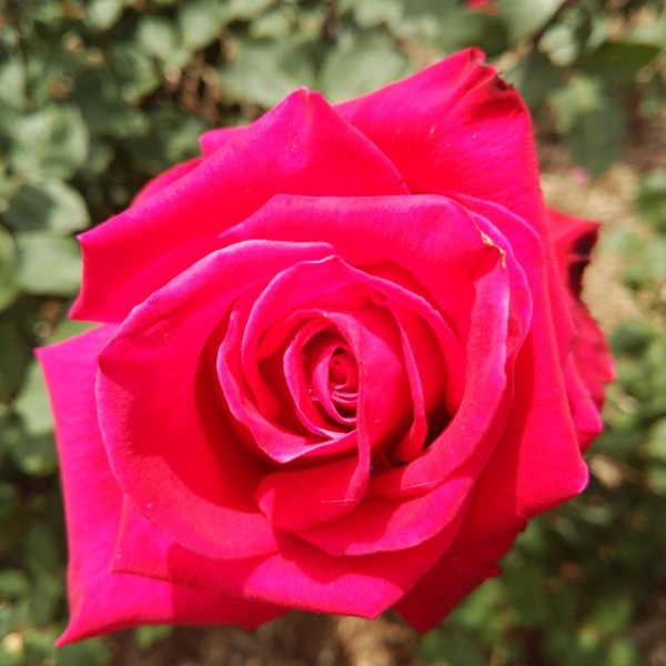 若園公園バラ園