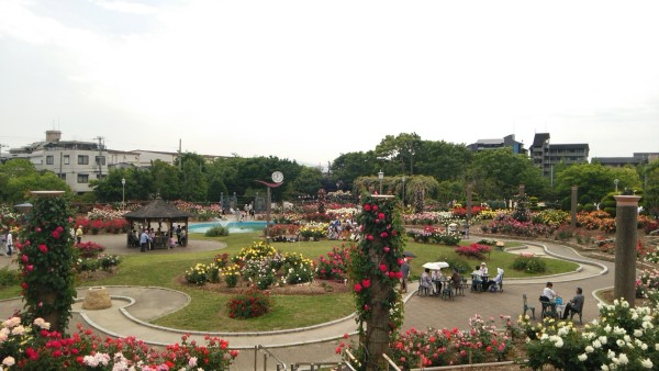 若園公園バラ園
