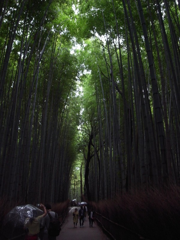 雨の京都ふたたび