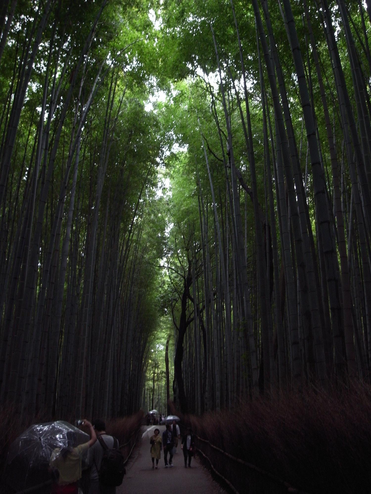 雨の京都ふたたび