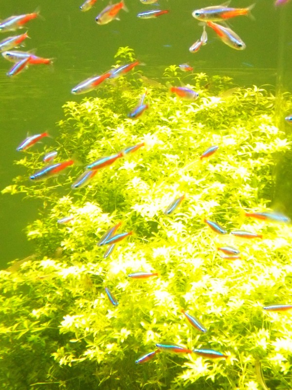 NIFRELに行ってみた