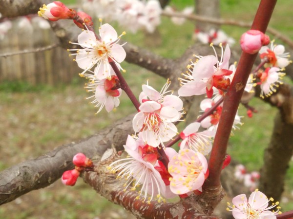 梅＆つばき祭り in 万博記念公園