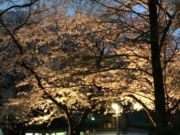 ようやくお花見ですね