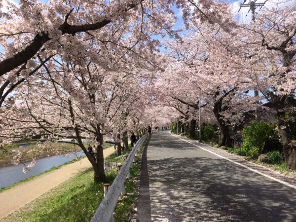 京都の桜