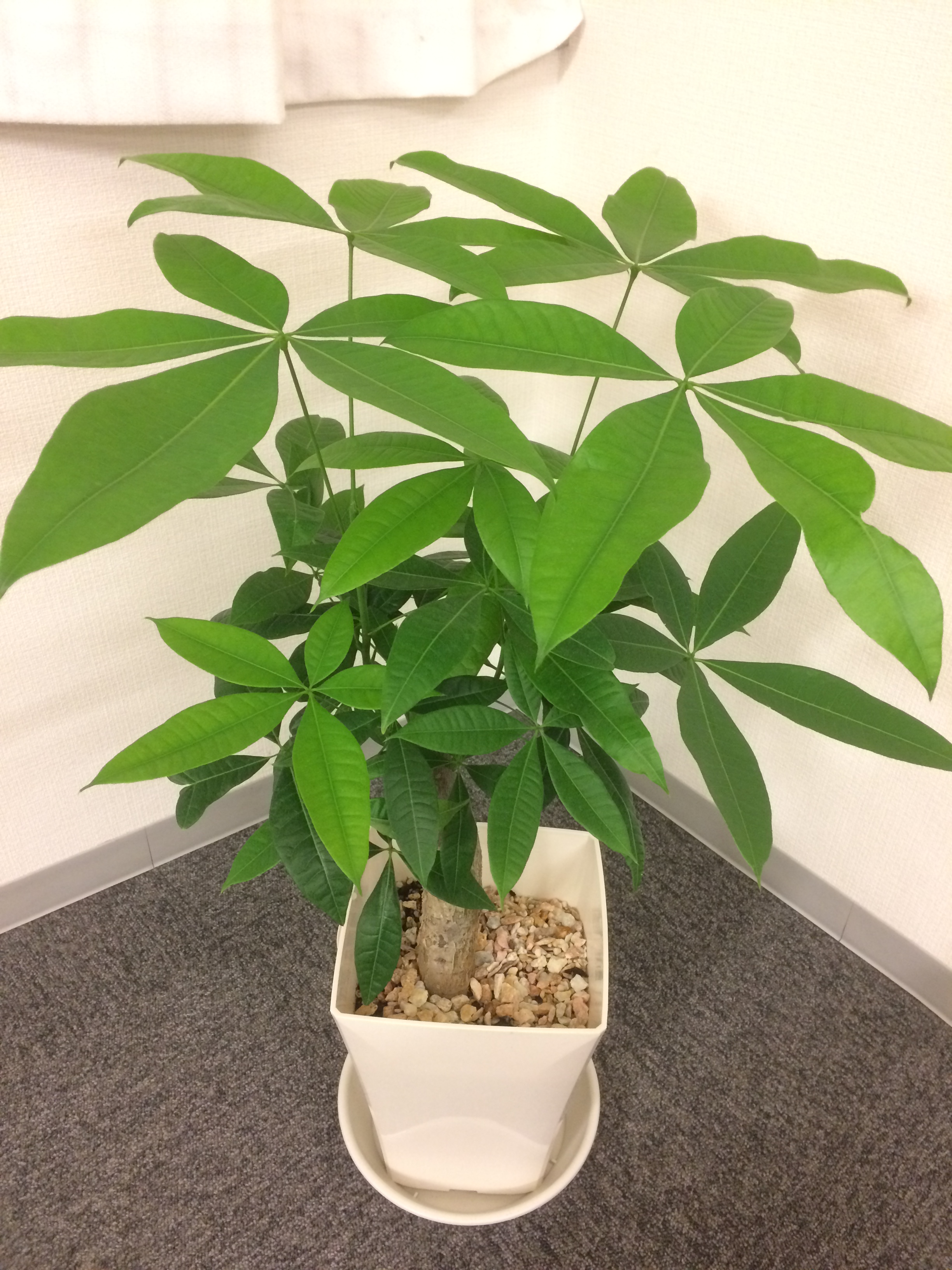 新しい観葉植物