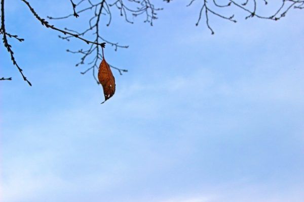 今日は立冬です