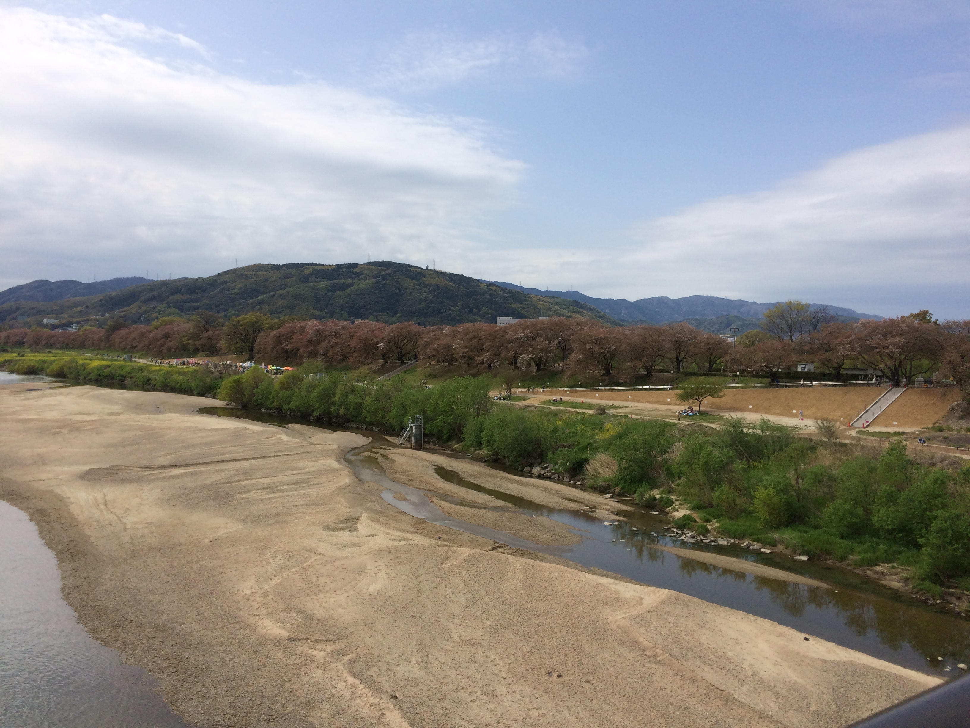 このあたりの桜はもう終わりですね。