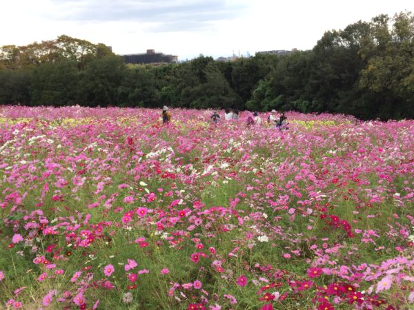 万博では色々な花が咲いています。