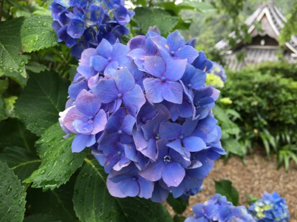 善峯寺のあじさい
