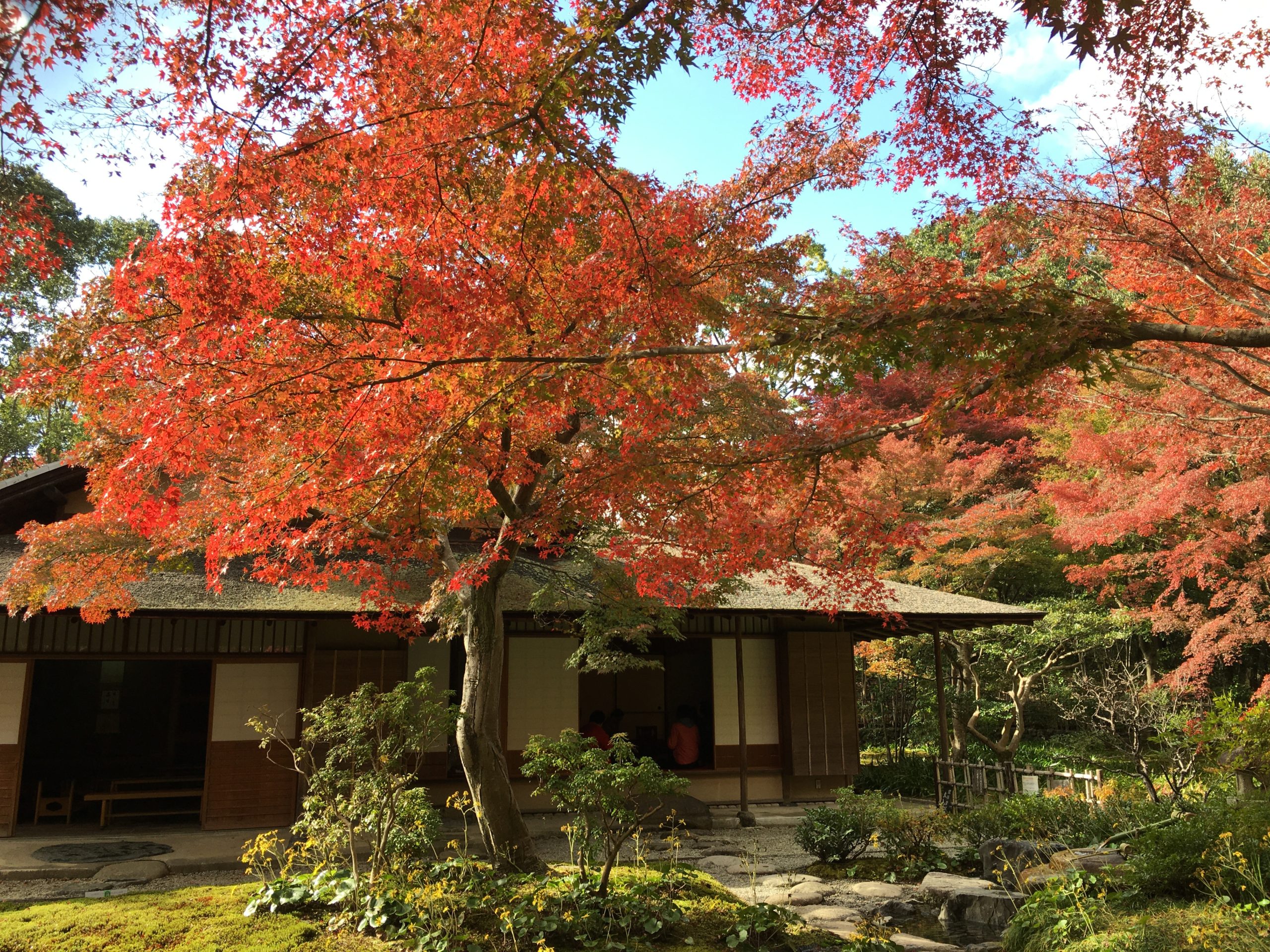 万博公園で紅葉狩り