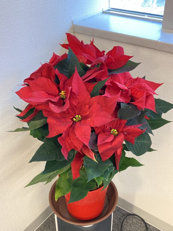 今年も残り１か月です