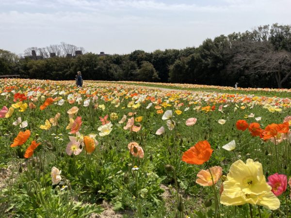 万博公園はさまざまな花が満開です。